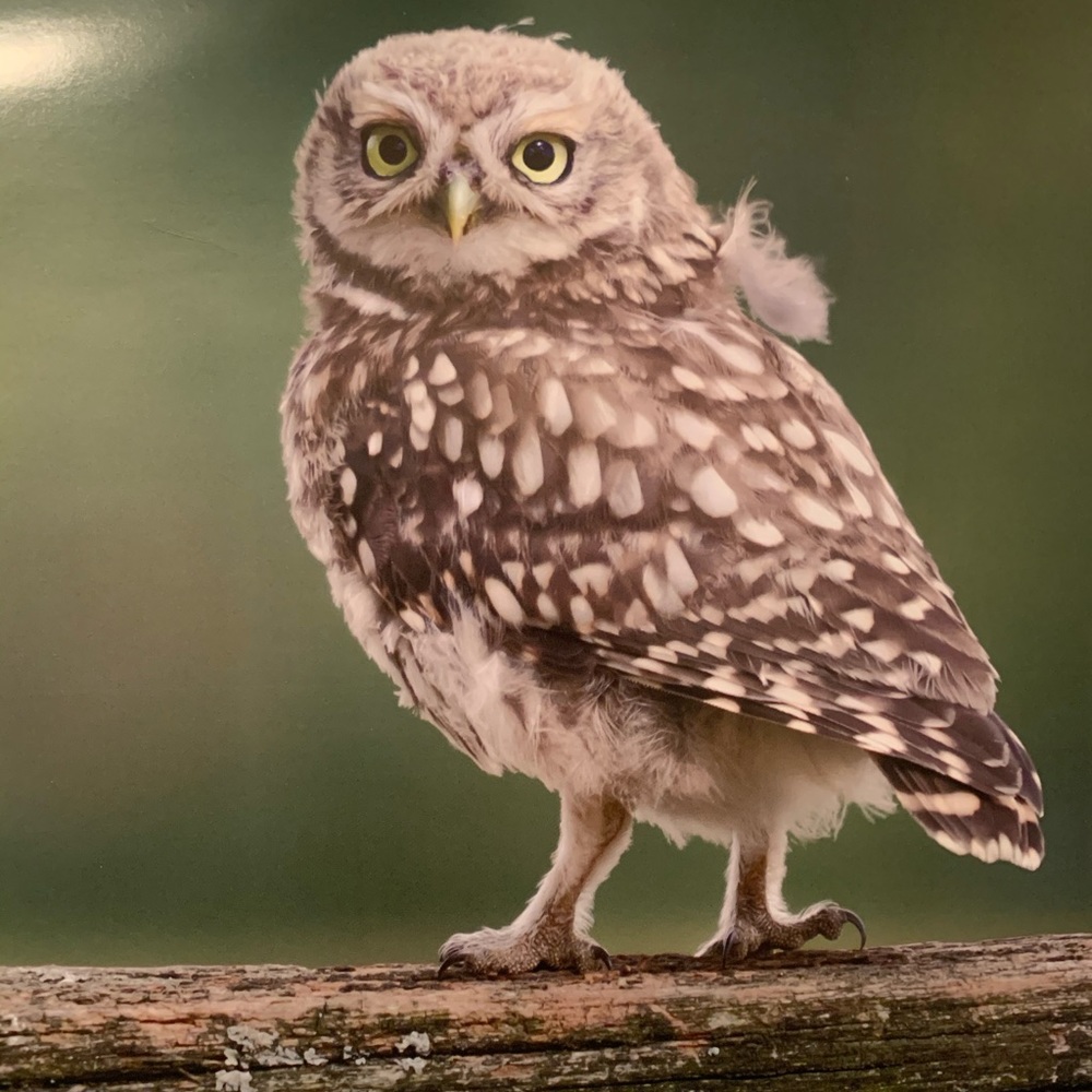 Meet your Posher, Lee